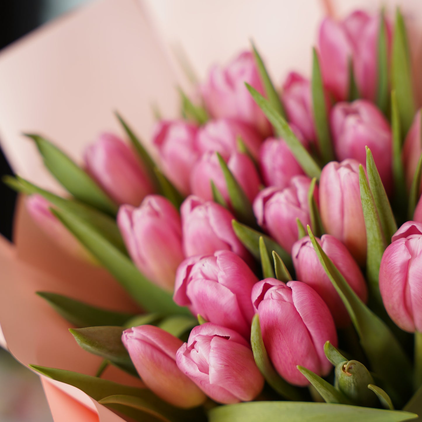 Spring bouquet of 25 fresh pink tulips