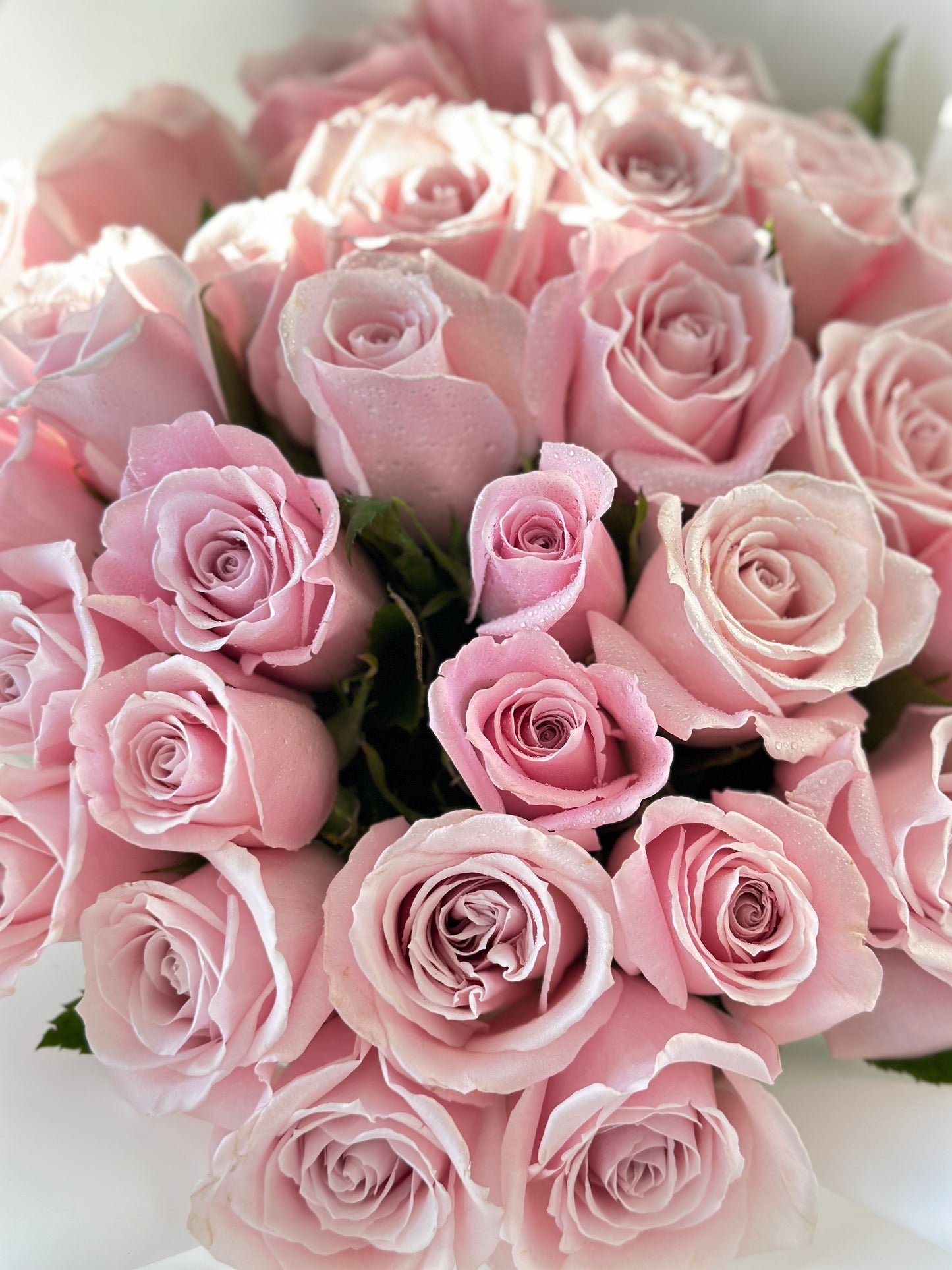 Soft Pink Elegance – 25 Roses